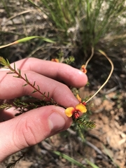Dillwynia phylicoides