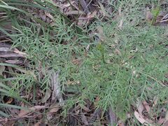 Polyscias sambucifolia