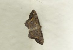 Hypagyrtis