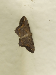 Hypagyrtis