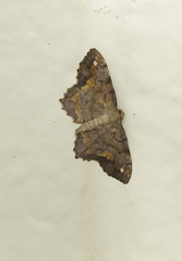 Hypagyrtis