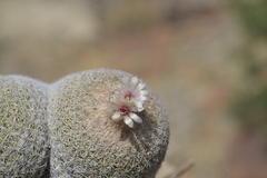 Epithelantha
