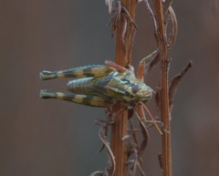 Campylacantha olivacea