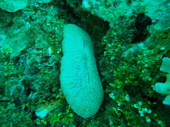 Ctenactis