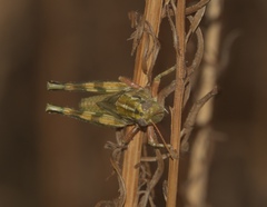 Campylacantha olivacea