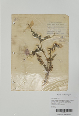 Vicia villosa