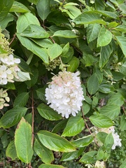 Hydrangea paniculata