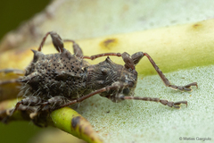 Neohoplonotus spiniferus