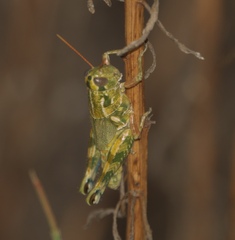 Campylacantha olivacea