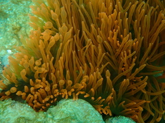 Entacmaea quadricolor