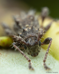 Neohoplonotus spiniferus