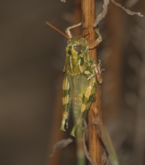 Campylacantha olivacea