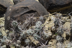 Grusonia grahamii