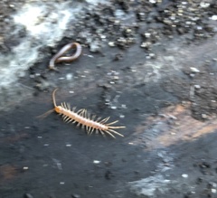 Lithobiomorpha