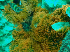 Entacmaea quadricolor