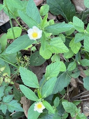 Sida rhombifolia