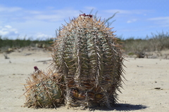 Echinocactus horizonthalonius