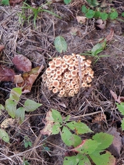 Desarmillaria tabescens