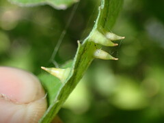 Celticecis spiniformis