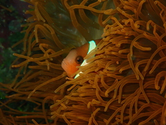Amphiprion melanopus