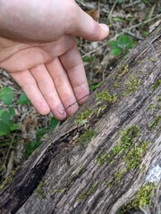 Emesaya brevipennis