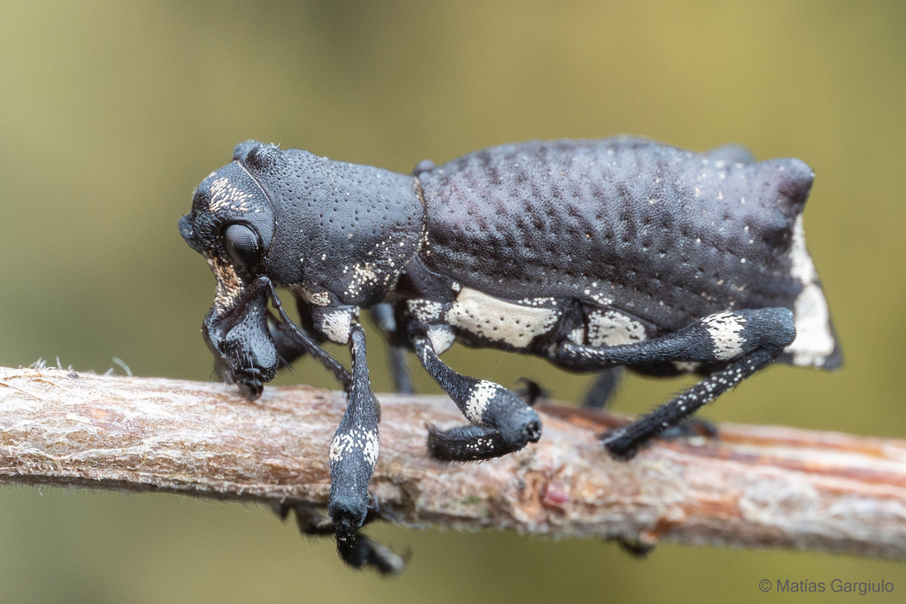 Aegorhinus servillei