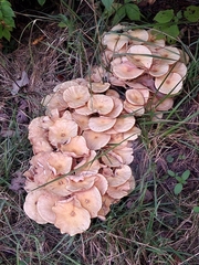 Desarmillaria tabescens