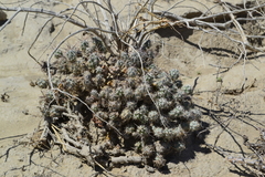 Grusonia