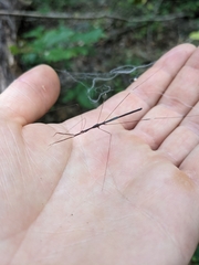 Emesaya brevipennis