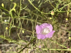 Agalinis edwardsiana