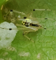 Phylloneta pictipes