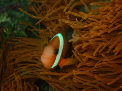 Amphiprion melanopus