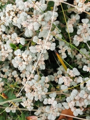 Spyridium parvifolium