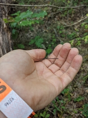 Emesaya brevipennis