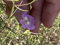 Agalinis edwardsiana