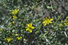 Sericodes greggii
