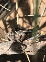 Phaulacridium vittatum