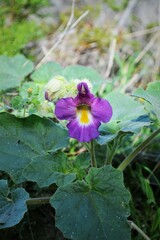 Proboscidea parviflora