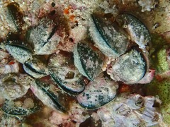 Mytilidae