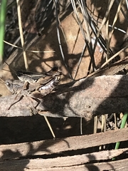 Phaulacridium vittatum