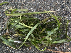 Zostera