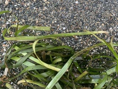 Zostera