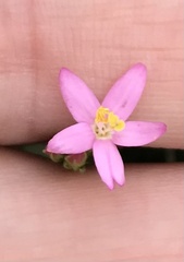 Centaurium erythraea