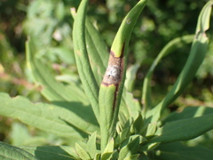 Asteromyia carbonifera