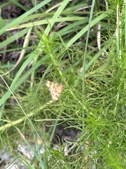 Pyrausta subsequalis