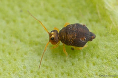 Dicyrtomidae
