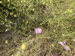 Agalinis edwardsiana