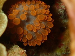 Entacmaea quadricolor