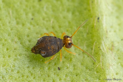 Dicyrtomidae