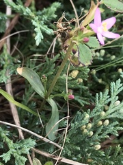 Centaurium erythraea